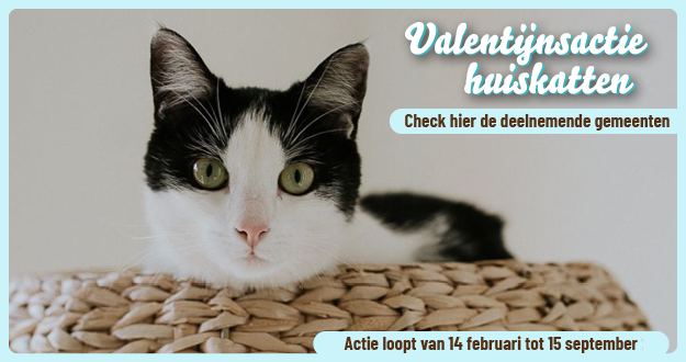 Valentijnsactie huiskatten - Check hier de deelnemende gemeenten - Actie loopt van 14 februari tot 15 september