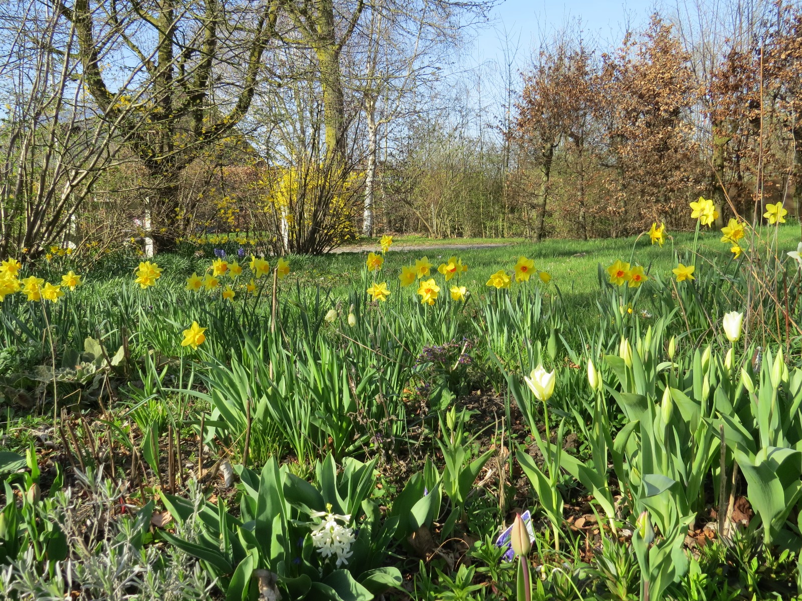 bloemenveld in het park, met o.a. tulpen en narcissen